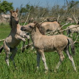 Konik horses